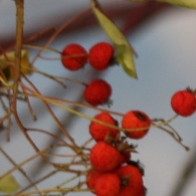 Winter Berries © Gail Harker