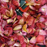 rose petals © Gail Harker